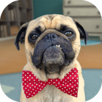 奔跑吧小狗狗内购破解版